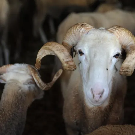 Vumba 假日公园 阿加尼尔